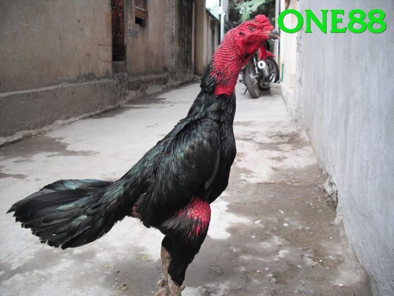 Đá Gà Trực Tiếp - one88 - Xếp hạng