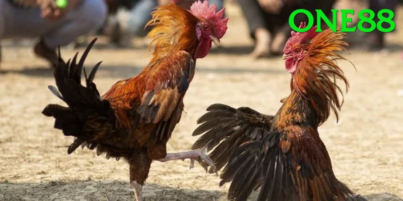 Đá Gà Trực Tiếp - Ưu đãi đặc biệt - FAQ